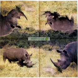 Orrszarvú (Rhinoceros)