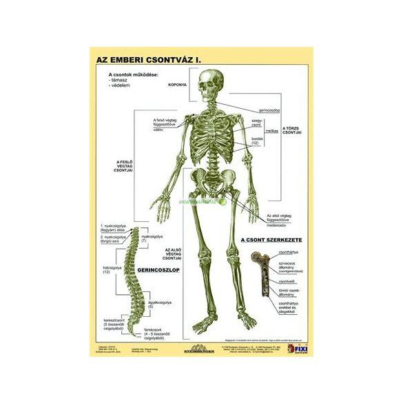 Tanulói munkalap, A4, STIEFEL "Az emberi csontváz"