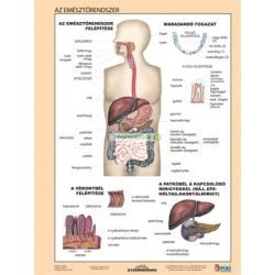   Tanulói munkalap, A4, STIEFEL "Az emésztőrendszer"