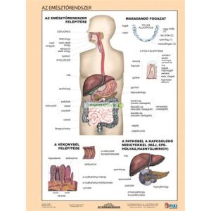 Tanulói munkalap, A4, STIEFEL "Az emésztőrendszer"