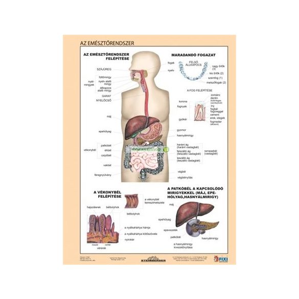 Tanulói munkalap, A4, STIEFEL "Az emésztőrendszer"