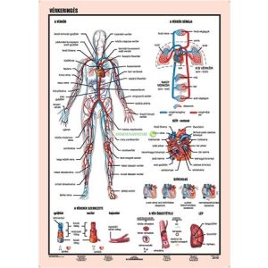 Tanulói munkalap, A4, STIEFEL "Vérkeringés"
