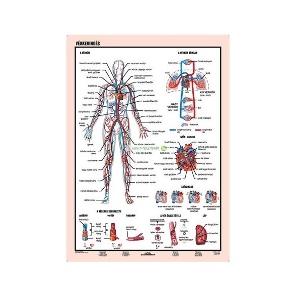 Tanulói munkalap, A4, STIEFEL "Vérkeringés"